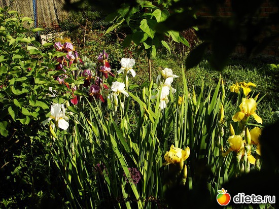 38 фото: Мой любимый сад