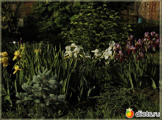 40 фото: Мой любимый сад