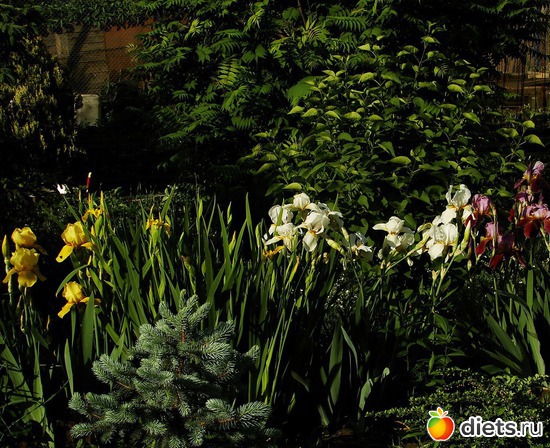 41 фото: Мой любимый сад