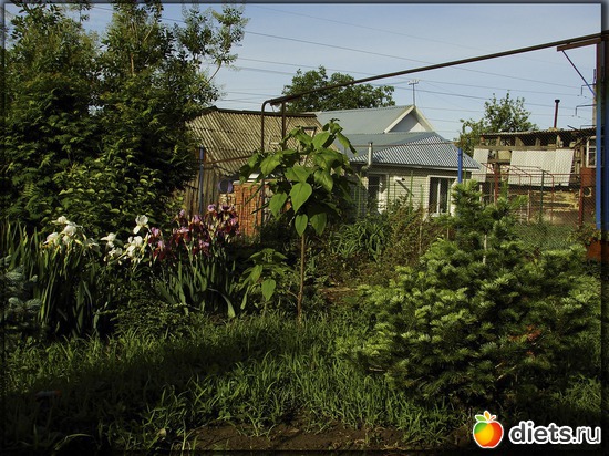 42 фото: Мой любимый сад