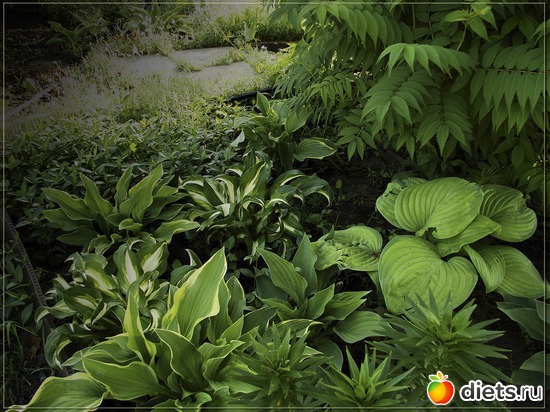 44 фото: Мой любимый сад