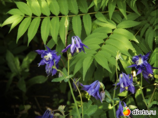 45 фото: Мой любимый сад