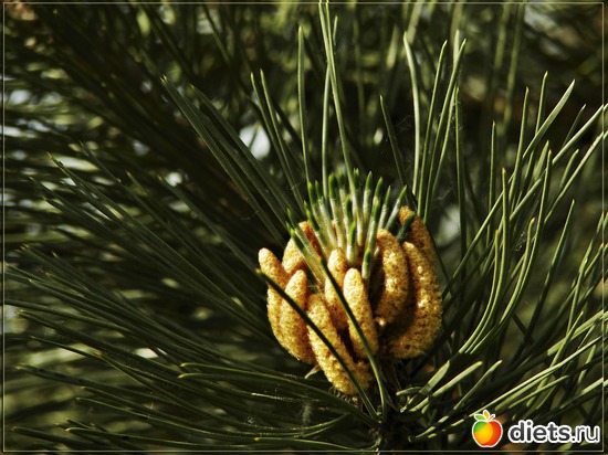 46 фото: Мой любимый сад