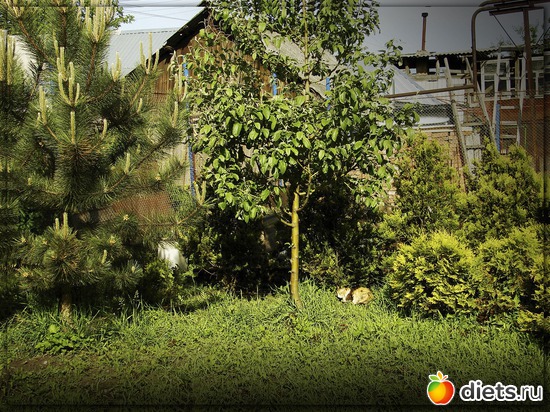 48 фото: Мой любимый сад