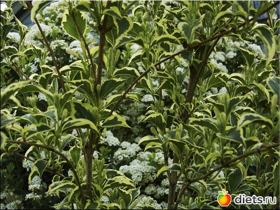 49 фото: Мой любимый сад