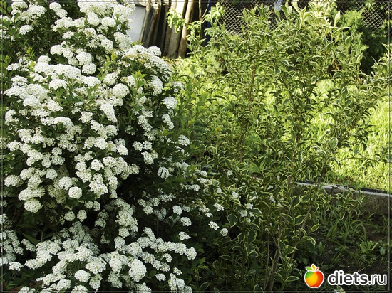 50 фото: Мой любимый сад