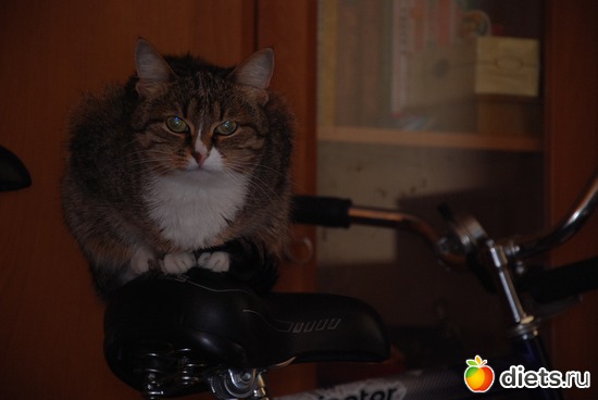 КошкоНаЛисапЕдкО, альбом: Кошка Чопа-Плюша