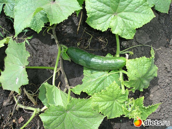 Огурчики поспели, альбом: Дачные радости