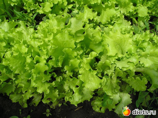 Салат, альбом: Дачные радости