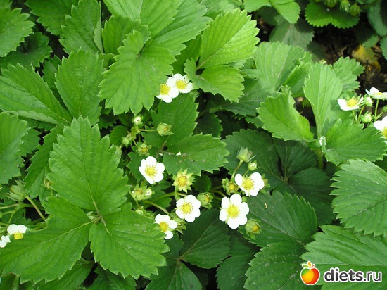 Клубника зацвела, альбом: Дачные радости