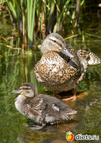 ��������, ������: ��������