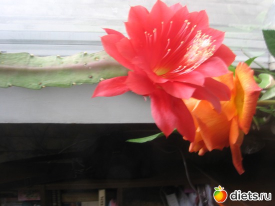 кактусик зацвел, альбом: разное