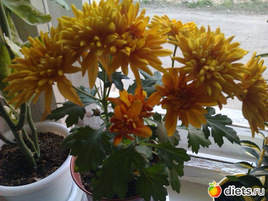 хризантема., альбом: Мои комнатные цветы.