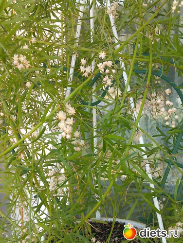 аспарагус., альбом: Мои комнатные цветы.