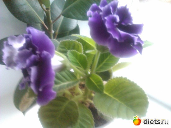 махровая глаксинья., альбом: Мои комнатные цветы.