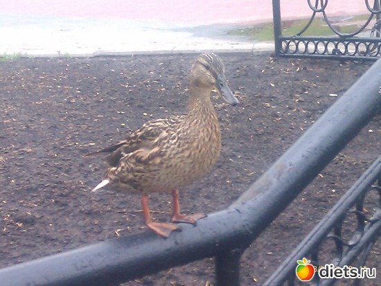 утка на Набережной..., альбом: Прогулка по Тамбову.