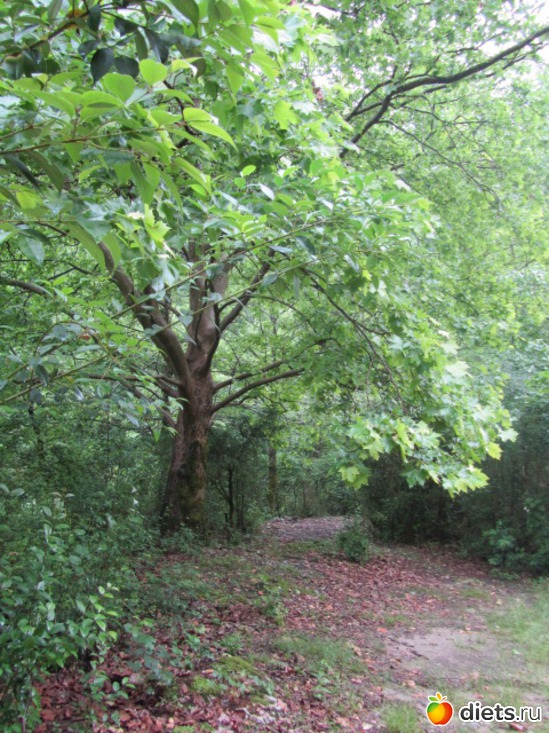 ������ ��� ��������� �� ��� � ������), ������: �������