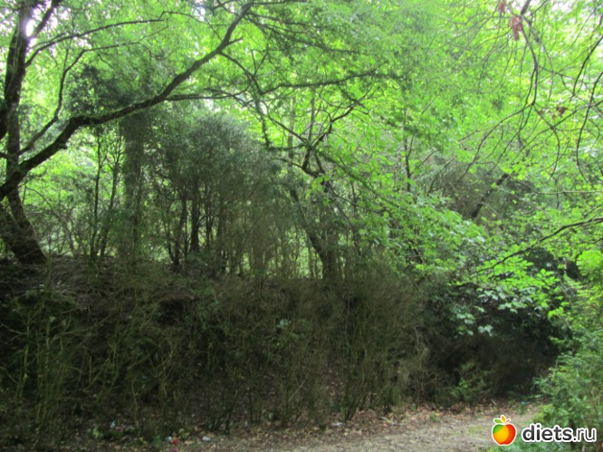 48 ����: �������