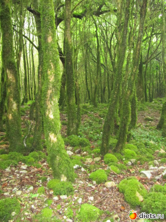 ������ ����� ������ ��������� ��� � ������), ������: �������