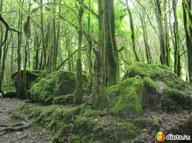 54 ����: �������