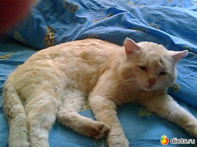 Кеша после бурных ночей., альбом: Мои дети хвостатые и полосатые.