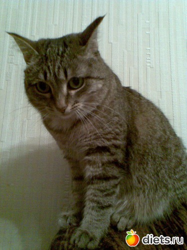 Вера, альбом: Вера и др.