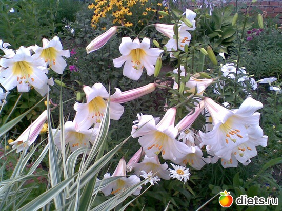 Лилии регале, альбом: Сад