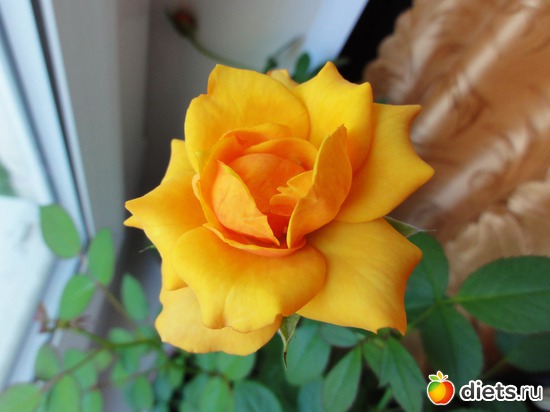 роза, альбом: Мои цветы