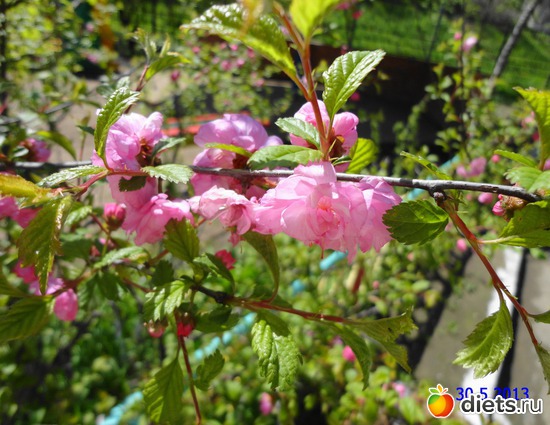 31 ����: ����� � ����-�������� ����!