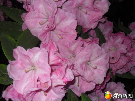 26 ����: ������������� ����