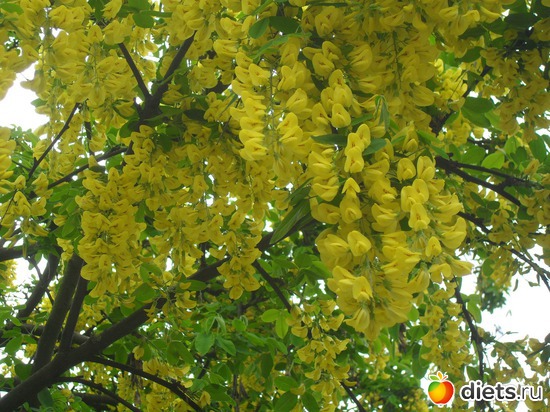 36 ����: ������������� ����