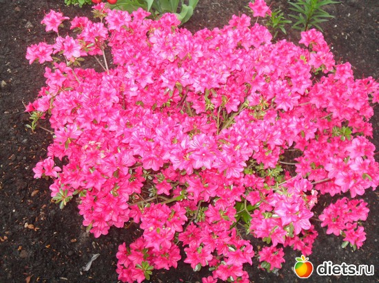 37 ����: ������������� ����