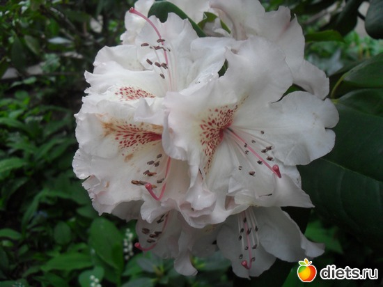 38 ����: ������������� ����