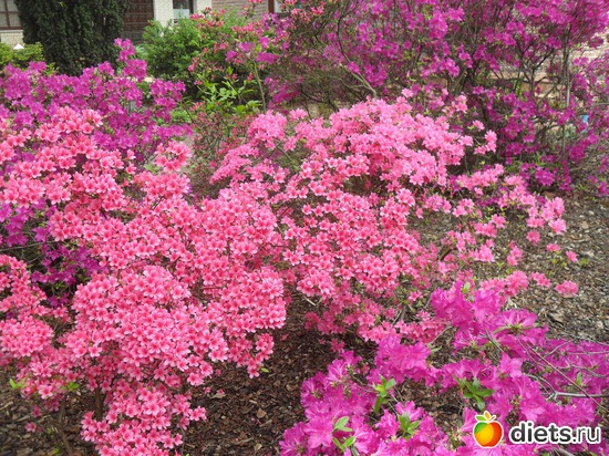 39 ����: ������������� ����