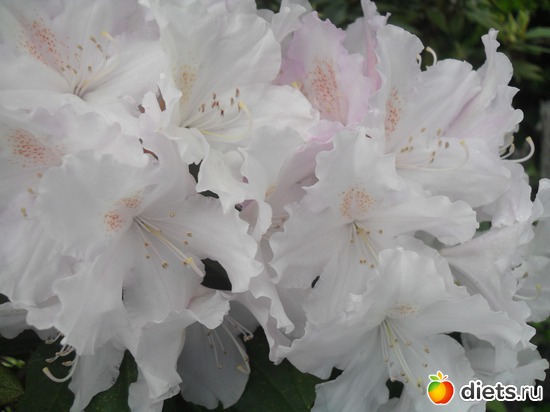 40 ����: ������������� ����