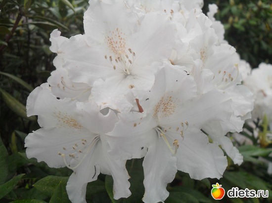 41 ����: ������������� ����