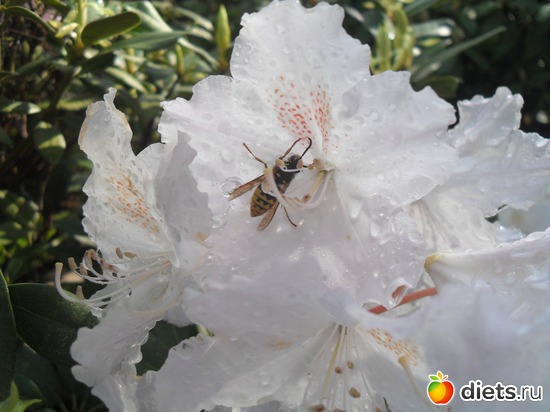 43 ����: ������������� ����