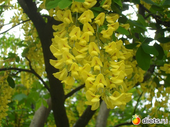 44 ����: ������������� ����