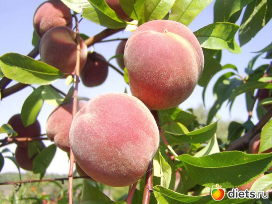 13 ����: peach �