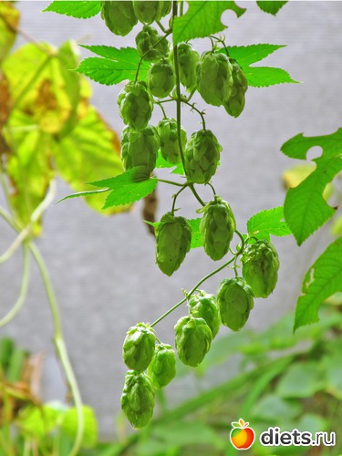 13 ����: ���-������