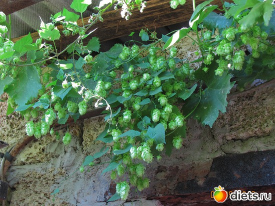 15 ����: ���-������