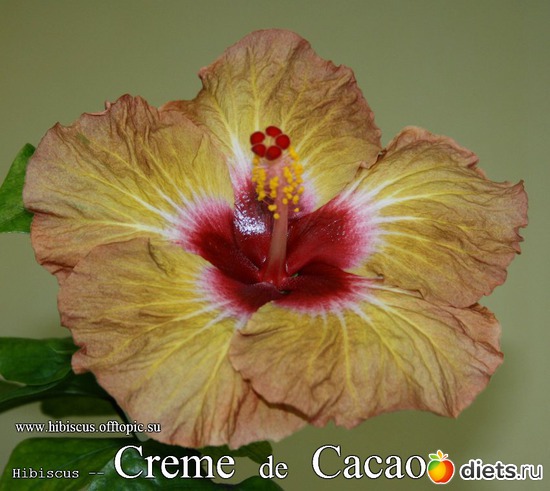 081 - Creme de Cacao, : My Gibiskus Gallery - 2O13