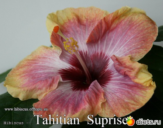 082 - Tahitian Suprise, : My Gibiskus Gallery - 2O13