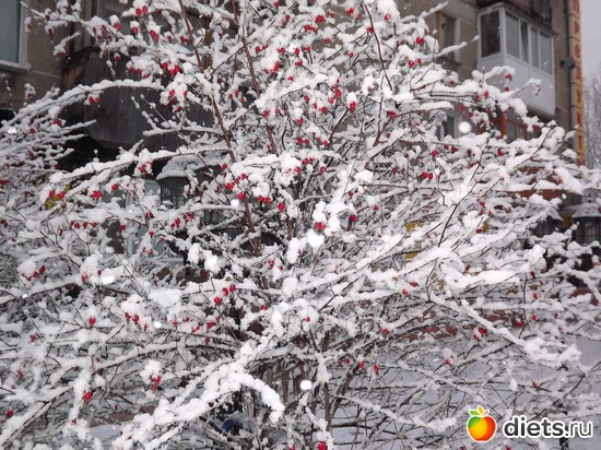 ���� �����, ������: ��������