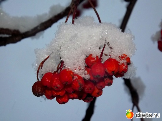 ������, ������: ��������