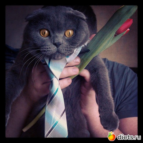 ��� ���-�����:), ������: ��� �����