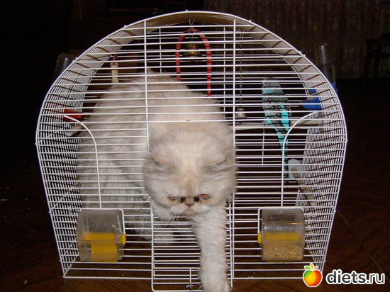 �������� ����������, ������: ����� � �������