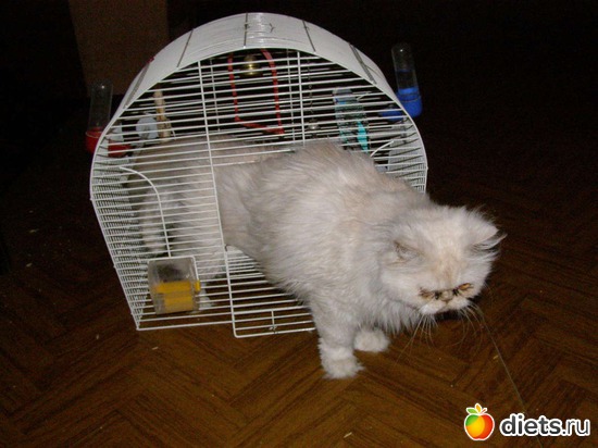 ����� � ..., ������: ����� � �������