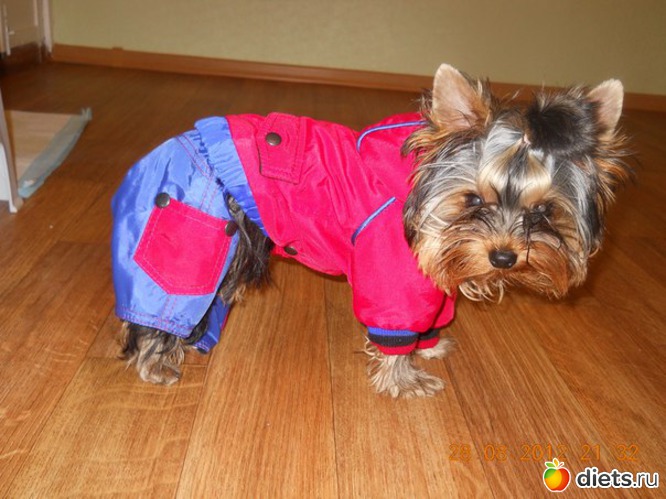 27 фото: Чудо на 4-ёх лапках Тори.