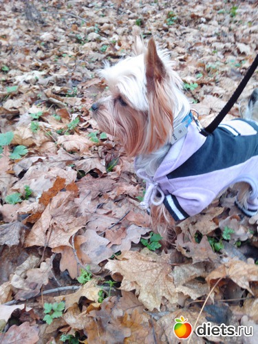 1 фото: Чипсик